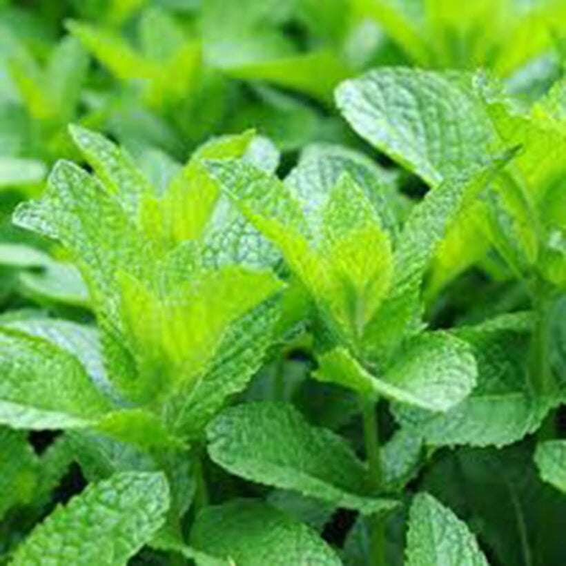 Mint.jpg